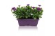 Osteospermum margarita mix in duobak gemengd 