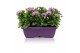 Osteospermum margarita mix in duobak gemengd 