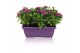 Osteospermum margarita mix in duobak gemengd 