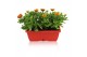 Osteospermum margarita mix in duobak gemengd 