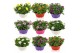 Osteospermum margarita mix in schaal gemengd kleur potten 