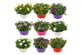 Osteospermum margarita mix in schaal gemengd kleur potten