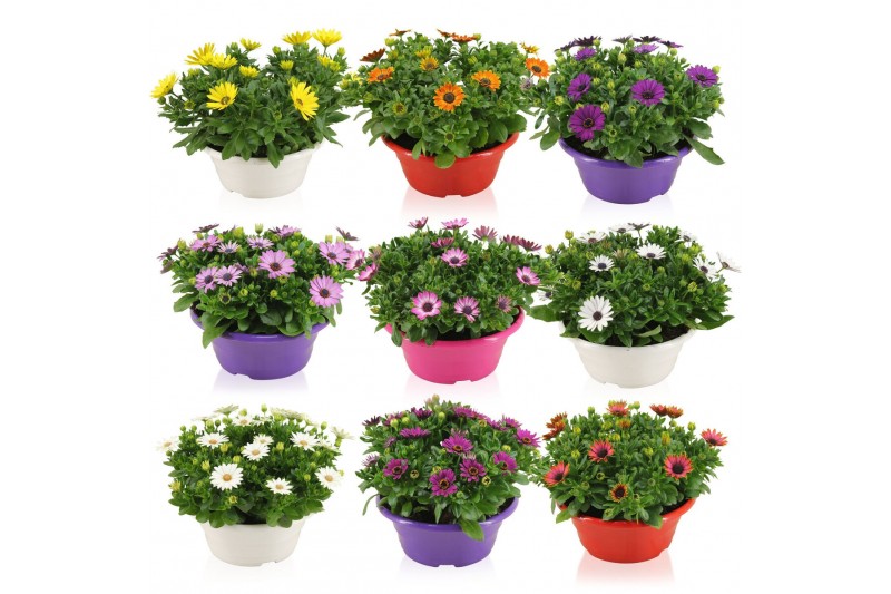 Osteospermum margarita mix in schaal gemengd kleur potten 
