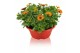 Osteospermum margarita mix in schaal gemengd kleur potten 