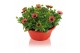 Osteospermum margarita mix in schaal gemengd kleur potten 