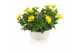 Osteospermum margarita mix in schaal gemengd kleur potten 