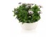 Osteospermum margarita mix in schaal gemengd kleur potten 