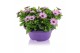 Osteospermum margarita mix in schaal gemengd kleur potten 