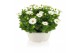 Osteospermum margarita mix in schaal gemengd kleur potten 