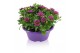 Osteospermum margarita mix in schaal gemengd kleur potten 