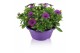 Osteospermum margarita mix in schaal gemengd kleur potten 