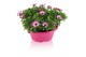Osteospermum margarita mix in schaal gemengd kleur potten 