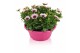 Osteospermum margarita mix in schaal gemengd kleur potten 