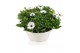 Osteospermum margarita mix in schaal gemengd kleur potten 