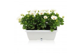 Osteospermum margarita white in duobak wit