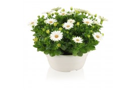 Osteospermum margarita white in schaal wit