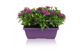 Osteospermum margarita purple in duobak paars