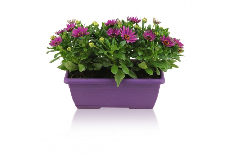 Osteospermum margarita purple in duobak paars 