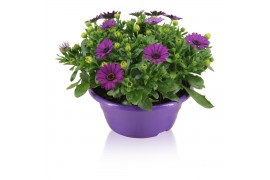 Osteospermum margarita purple in schaal paars