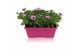 Osteospermum margarita pink flare in duobak roze 