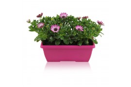 Osteospermum margarita pink flare in duobak roze