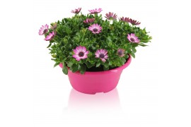 Osteospermum margarita pink flare in schaal roze