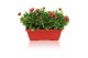 Osteospermum margarita orange flare in duobak rood 
