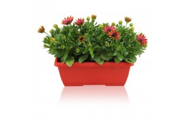 Osteospermum margarita orange flare in duobak rood