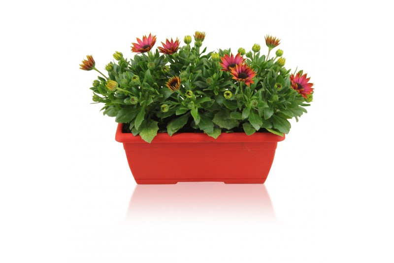 Osteospermum margarita orange flare in duobak rood 