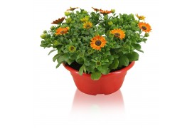 Osteospermum margarita orange flare in schaal rood