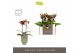 Phalaenopsis multiflora Optifriend Esmee 2 spike in Emilia Green Aquo  