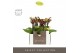 Phalaenopsis multiflora Optifriend Esmee 2 spike in Emilia Green Aquo  