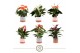 Anthurium andr. mix 3 kleuren 7cm Mix in Ibiza Keramiek 
