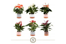 Anthurium andr. mix 3 kleuren 7cm Mix in Ibiza Keramiek