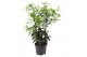 Tachelospermum jasminoides Rek 