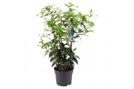 Tachelospermum jasminoides Rek