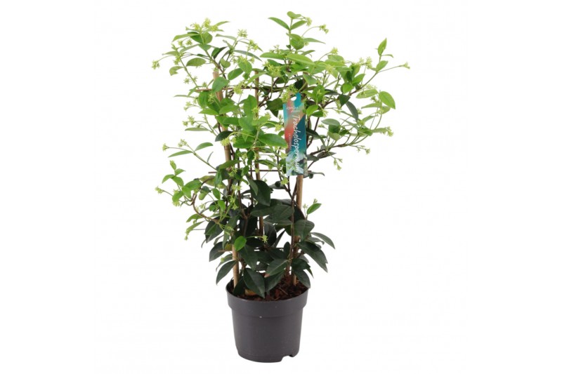 Tachelospermum jasminoides Rek 