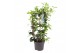 Tachelospermum jasminoides Rek 