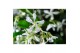 Tachelospermum jasminoides Rek 