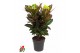 Codiaeum variegata petra vertakt 