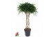 Dracaena reflexa anita variegata koker 