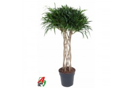Dracaena reflexa anita variegata koker