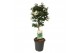 Solanum jasminoides op stam 