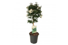 Solanum jasminoides op stam