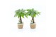Pachira aquatica in noah mand 