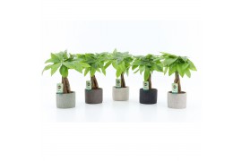 Pachira aquatica in classic stone