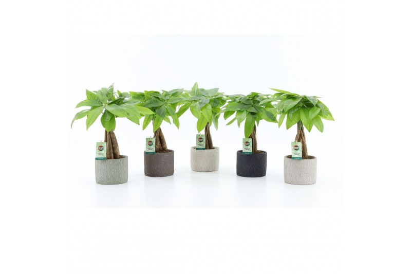 Pachira aquatica in classic stone 