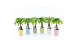 Pachira aquatica in pastel keramiek