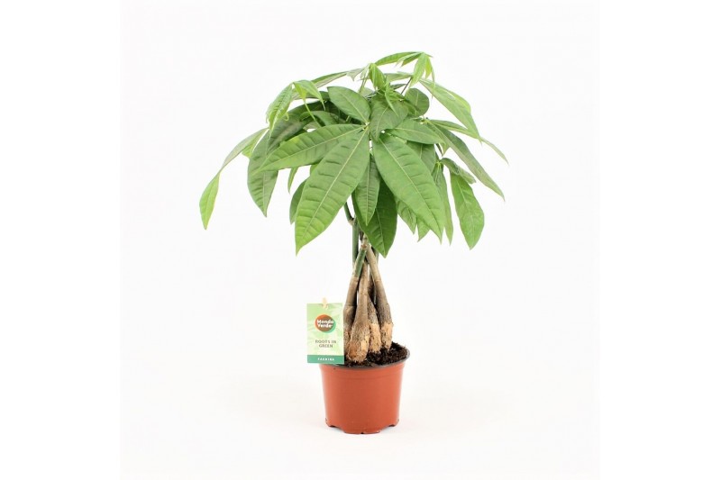 Pachira aquatica 