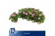 Pentas lanceolata graffiti pink 